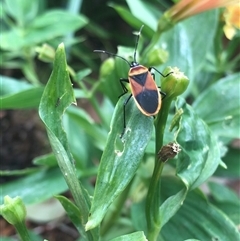 Dindymus versicolor (Harlequin Bug) at Mogareeka, NSW - 27 Nov 2024 by gwen