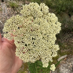 Cassinia aculeata at Tianjara, NSW - 27 Nov 2024 11:47 AM