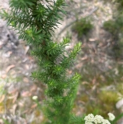 Cassinia aculeata at Tianjara, NSW - 27 Nov 2024 11:47 AM