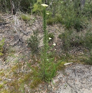 Cassinia aculeata at Tianjara, NSW - 27 Nov 2024 11:47 AM