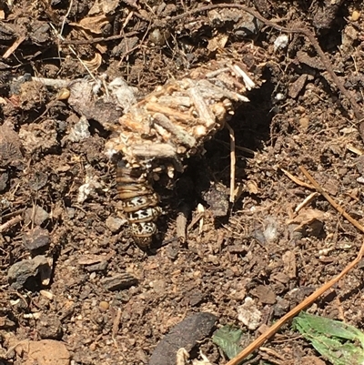 Lomera xanthochrysa (Lateral case moth) at Borough, NSW - 23 Nov 2024 by mcleana