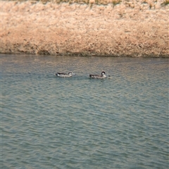 Malacorhynchus membranaceus (Pink-eared Duck) at Tibooburra, NSW - 23 Nov 2024 by Darcy