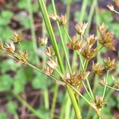 Unidentified Other Fresh Water Plant at Lower Borough, NSW - 23 Nov 2024 by mcleana