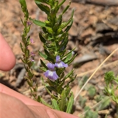 Stemodia florulenta (Bluerod, Bluetop) at Tibooburra, NSW - 23 Nov 2024 by Darcy