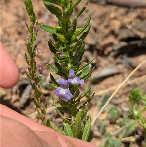 Stemodia florulenta (Bluerod, Bluetop) at Tibooburra, NSW by Darcy