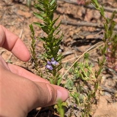 Stemodia florulenta at Tibooburra, NSW - 23 Nov 2024