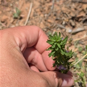 Stemodia florulenta at Tibooburra, NSW - 23 Nov 2024