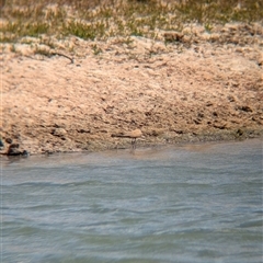 Stiltia isabella (Australian Pratincole) at Tibooburra, NSW - 23 Nov 2024 by Darcy