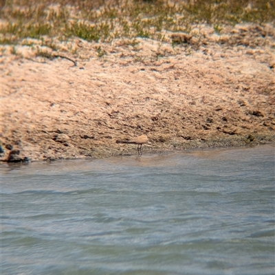 Stiltia isabella (Australian Pratincole) at Tibooburra, NSW - 23 Nov 2024 by Darcy