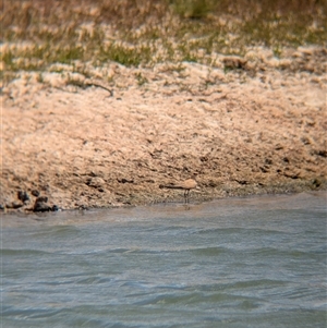Glareola isabella at Tibooburra, NSW - 23 Nov 2024 11:40 AM