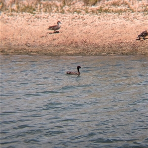 Aythya australis at Tibooburra, NSW - 23 Nov 2024 11:53 AM