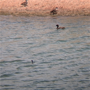 Aythya australis at Tibooburra, NSW - 23 Nov 2024 11:53 AM