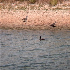 Aythya australis at Tibooburra, NSW - 23 Nov 2024 11:53 AM