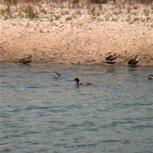 Anas superciliosa (Pacific Black Duck) at Tibooburra, NSW by Darcy