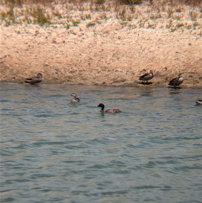 Anas superciliosa (Pacific Black Duck) at Tibooburra, NSW - 23 Nov 2024 by Darcy