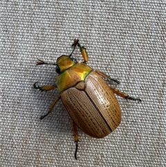 Anoplognathus brunnipennis (Green-tailed Christmas beetle) at Mittagong, NSW - 26 Nov 2024 by Span102