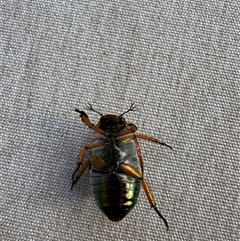 Anoplognathus brunnipennis at Mittagong, NSW - suppressed