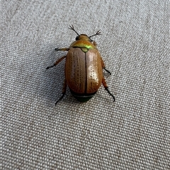 Anoplognathus brunnipennis at Mittagong, NSW - suppressed