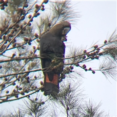 Calyptorhynchus lathami lathami (Glossy Black-Cockatoo) at Tallong, NSW - 11 Jul 2024 by Aussiegall