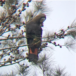 Calyptorhynchus lathami lathami (Glossy Black-Cockatoo) at Tallong, NSW by Aussiegall