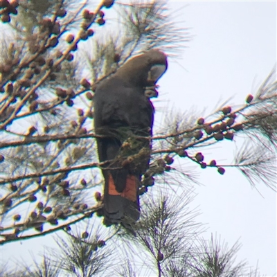 Calyptorhynchus lathami lathami (Glossy Black-Cockatoo) at Tallong, NSW - 11 Jul 2024 by Aussiegall