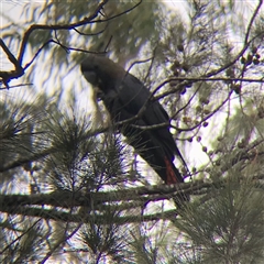 Calyptorhynchus lathami lathami at Tallong, NSW - 11 Jul 2024