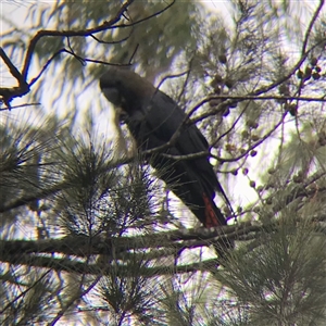 Calyptorhynchus lathami lathami at Tallong, NSW - 11 Jul 2024