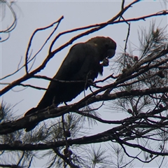 Calyptorhynchus lathami lathami at Tallong, NSW - 11 Jul 2024