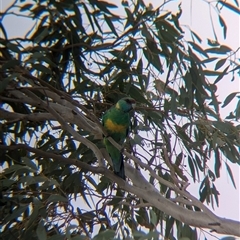 Barnardius zonarius (Australian Ringneck) at Broken Hill, NSW - 24 Nov 2024 by Darcy