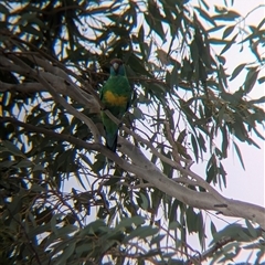 Barnardius zonarius at Broken Hill, NSW - 24 Nov 2024