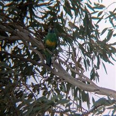 Barnardius zonarius at Broken Hill, NSW - 24 Nov 2024 10:48 AM