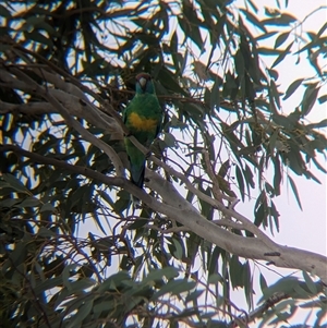 Barnardius zonarius at Broken Hill, NSW - 24 Nov 2024 10:48 AM