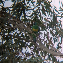 Barnardius zonarius at Broken Hill, NSW - 24 Nov 2024