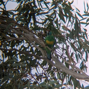 Barnardius zonarius at Broken Hill, NSW - 24 Nov 2024 10:48 AM