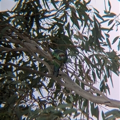 Barnardius zonarius at Broken Hill, NSW - 24 Nov 2024