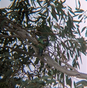 Barnardius zonarius at Broken Hill, NSW - 24 Nov 2024