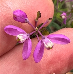 Comesperma ericinum (Heath Milkwort) at Tianjara, NSW by lbradley