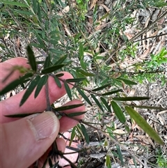 Comesperma ericinum at Tianjara, NSW - 27 Nov 2024