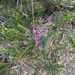 Comesperma ericinum at Tianjara, NSW - 27 Nov 2024