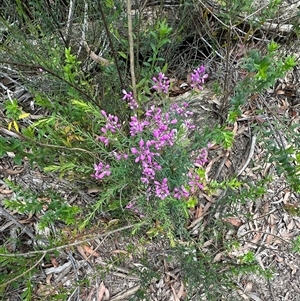 Comesperma ericinum at Tianjara, NSW - 27 Nov 2024