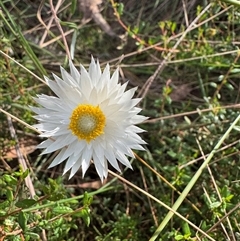 Helichrysum leucopsideum by Span102