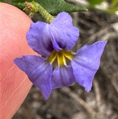 Dampiera stricta (Blue Dampiera) at Twelve Mile Peg, NSW - 27 Nov 2024 by lbradley