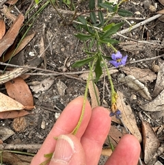 Dampiera stricta at Twelve Mile Peg, NSW - 27 Nov 2024 11:38 AM