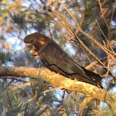 Calyptorhynchus lathami lathami (Glossy Black-Cockatoo) at Penrose, NSW - 9 Jul 2024 by Aussiegall