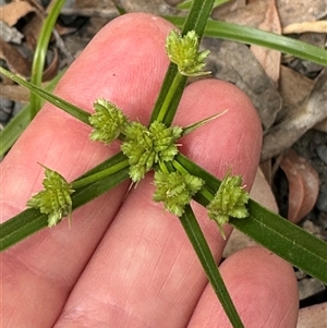 Cyperus eragrostis at Twelve Mile Peg, NSW - 27 Nov 2024 11:35 AM