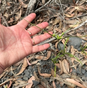 Cyperus eragrostis at Twelve Mile Peg, NSW - 27 Nov 2024 11:35 AM