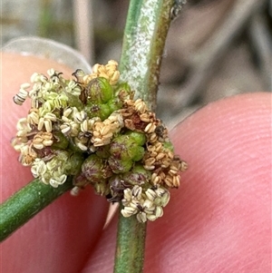 Amperea xiphoclada (Broom Spurge) at Twelve Mile Peg, NSW by lbradley