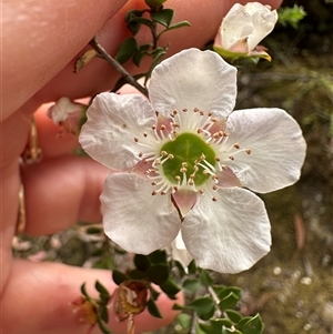 Leptospermum rotundifolium (Round Leaf Teatree) at Twelve Mile Peg, NSW by lbradley