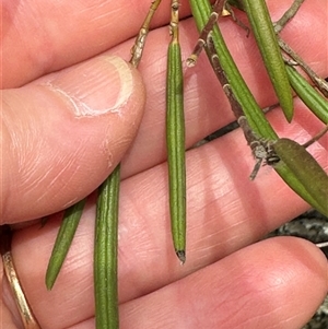 Dockrillia striolata at Twelve Mile Peg, NSW - suppressed