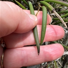 Dockrillia striolata at Twelve Mile Peg, NSW - suppressed